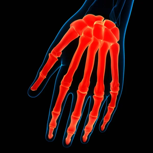 Sistema Esqueleto Humano Palma Mão Osso Articula Anatomia — Fotografia de Stock