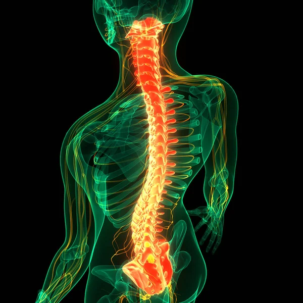 Spinal Cord Vertebral Column Human Skeleton System Anatomy 약자이다 — 스톡 사진