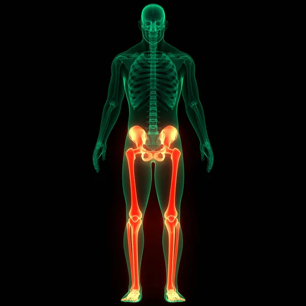 Human Skeleton System Lower Limbs Bone Joints Anatomy. 3D
