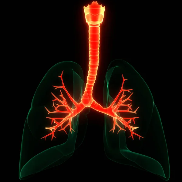 Concetto Anatomia Polmonare Del Sistema Respiratorio Umano — Foto Stock