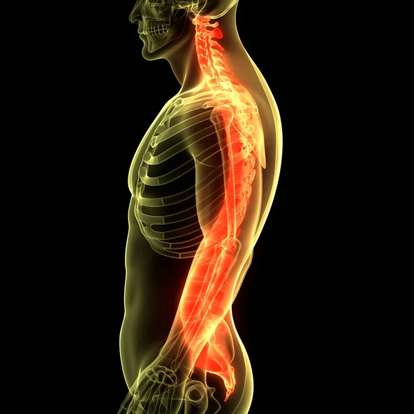 Columna Vertebral Médula Espinal Anatomía Del Sistema Esquelético Humano — Foto de Stock