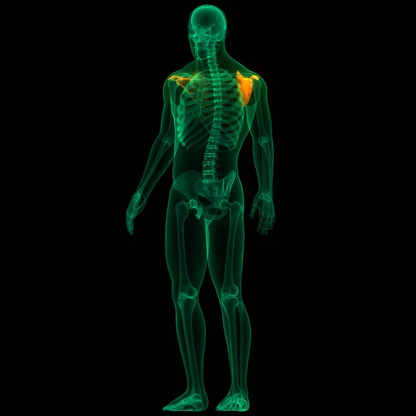 Ανθρώπινο Skeleton Σύστημα Ωμοπλάτης Αρθρώσεις Οστών Ανατομία — Φωτογραφία Αρχείου
