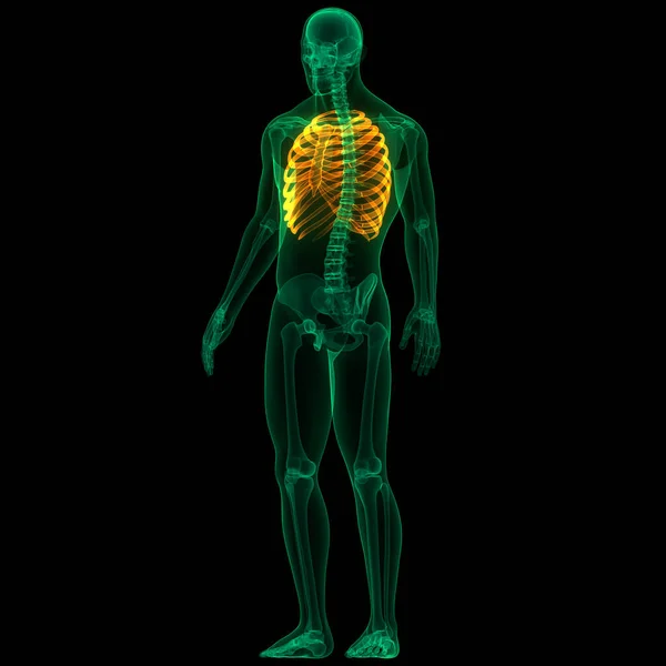 Human Skeleton System Rib Cage Bone Joints Anatomy. 3D