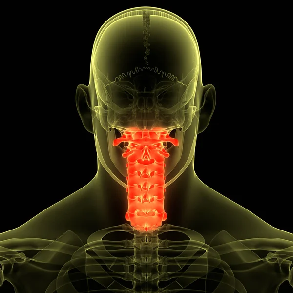 Spinal Cord Vertebral Column Cervical Vertebrae of Human Skeleton System Anatomy. 3D