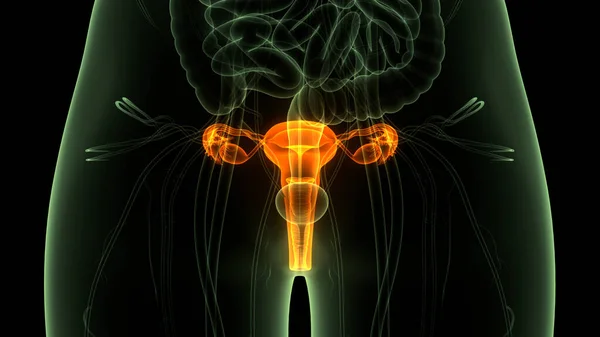 Anatomía Del Sistema Reproductivo Femenino —  Fotos de Stock