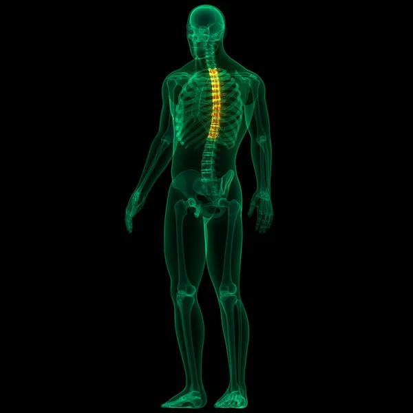 Páteřní Sloupec Anatomie Lidského Kosterního Systému — Stock fotografie