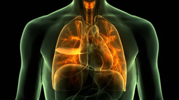 Nsan Solunum Sistemi Anatomisi Nin Boyutlu Kavramı — Stok fotoğraf