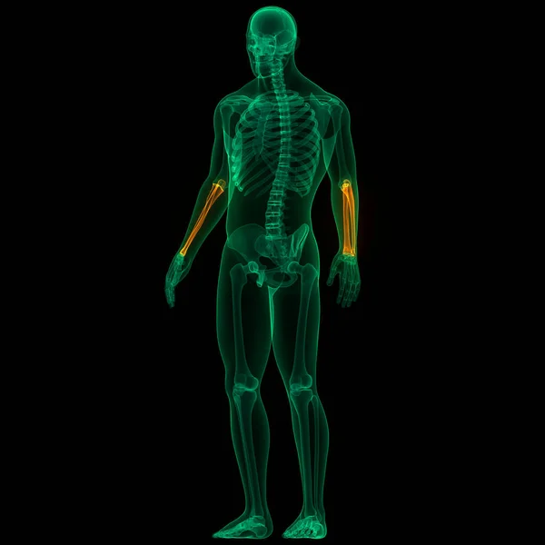 Ілюстрація Системи Людського Скелета Спільна Анатомія Кісток — стокове фото