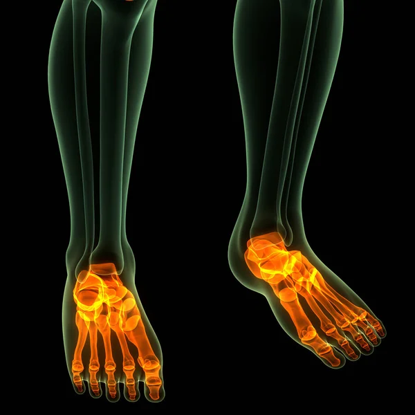 Emberi Csontváz Rendszer Láb Csont Ízületek Anatómia — Stock Fotó