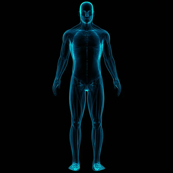 Anatomía Del Sistema Muscular Del Cuerpo Humano — Foto de Stock