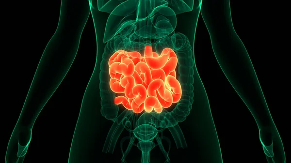 Пищеварительная Система Человека Анатомия Желудка — стоковое фото