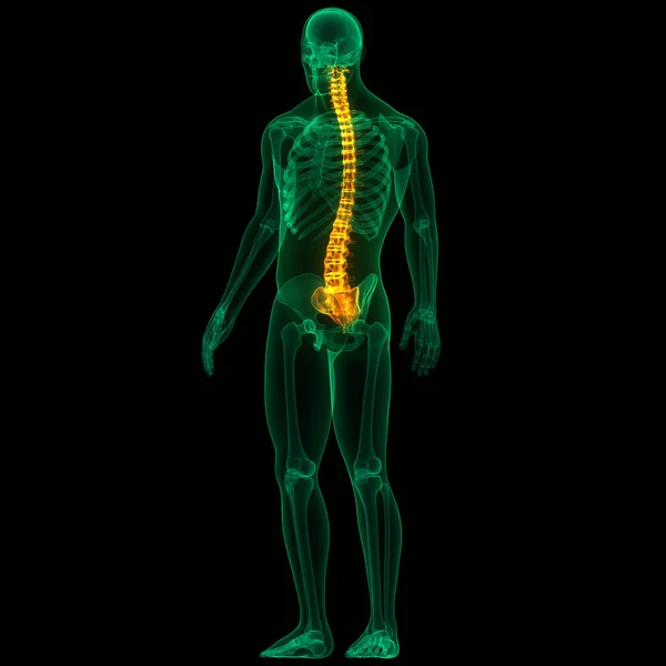 Páteřní Páteř Páteře Anatomie Lidského Kosterního Systému — Stock fotografie