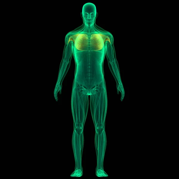 Nsan Iskelet Sistemi Skapula Kemik Eklemleri Anatomisi Boyut — Stok fotoğraf