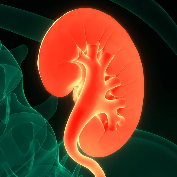 Illustratie Concept Van Het Menselijk Urinesysteem Nieren Met Blaas Anatomie — Stockfoto