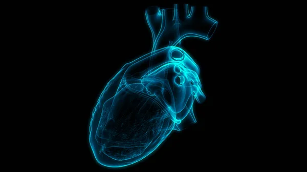 Anatomia Cardiaca Del Sistema Circolatorio Umano — Foto Stock