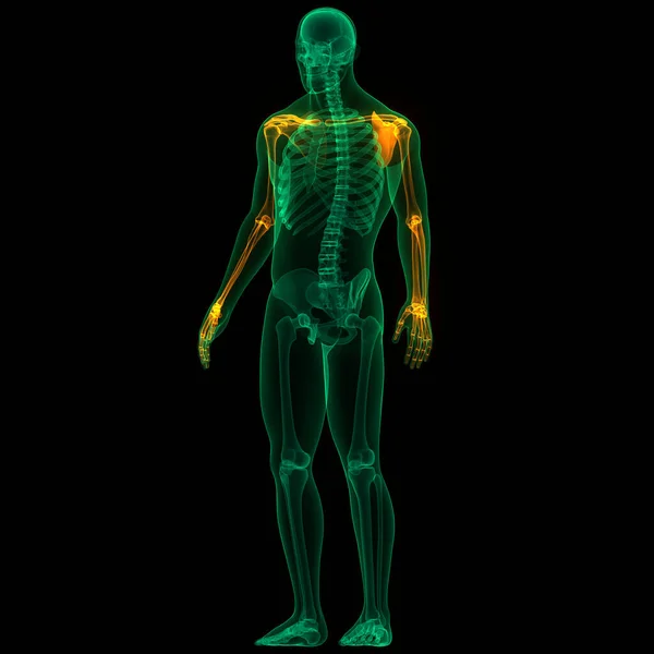 Sistema Esqueleto Humano Osso Mãos Articuladas Anatomia Ilustração — Fotografia de Stock
