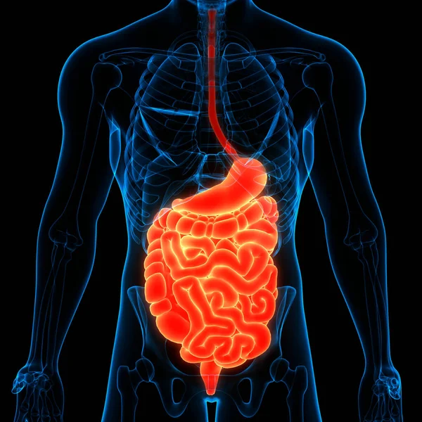 人体消化系统 胃解剖 — 图库照片