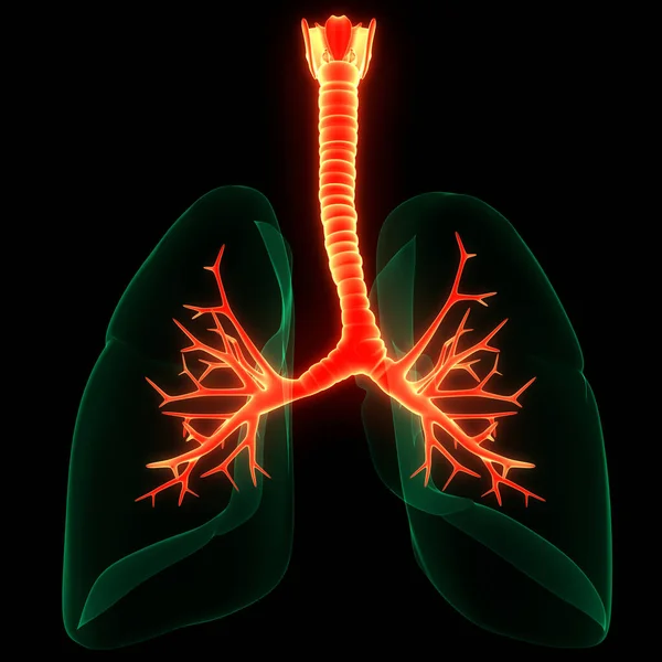 Konzept Der Lungen Des Menschlichen Atemsystems Anatomie — Stockfoto