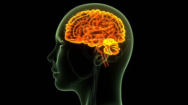 Central Organ of Human Nervous System Brain Anatomy. 3D