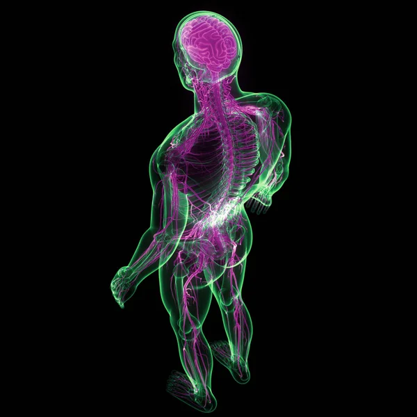 해부학 Brain Anatomy 신경계의 일종이다 — 스톡 사진