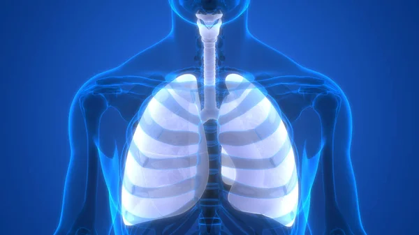 Concepto Anatomía Pulmonar Del Sistema Respiratorio Humano —  Fotos de Stock