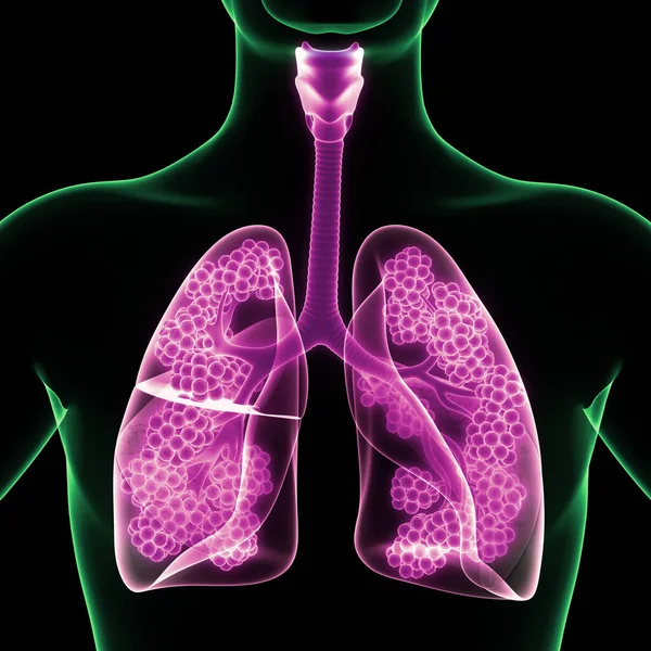 Concepto Anatomía Pulmonar Del Sistema Respiratorio Humano —  Fotos de Stock