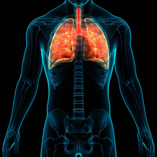 3D  Concept of Human Respiratory System Lungs Anatomy