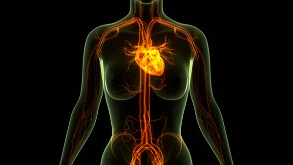 Herz Anatomie Des Menschlichen Kreislaufsystems — Stockfoto