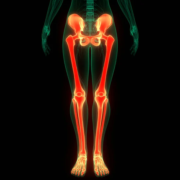 Ανθρώπινο Σκελετικό Σύστημα Κάτω Άκρων Αρθρώσεις Οστών Ανατομία — Φωτογραφία Αρχείου