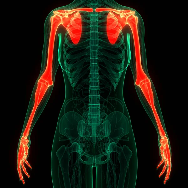 Sistema Esqueleto Humano Membros Superiores Osso Articulações Anatomia — Fotografia de Stock