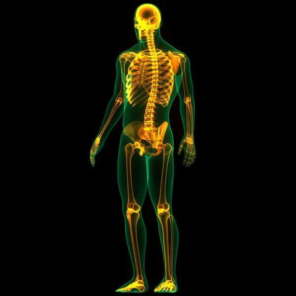 Рёберные Суставы Человеческой Скелетной Системы Анатомия — стоковое фото