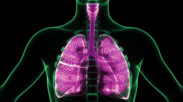 Konsep Sistem Pernapasan Manusia Lung Anatomi — Stok Foto