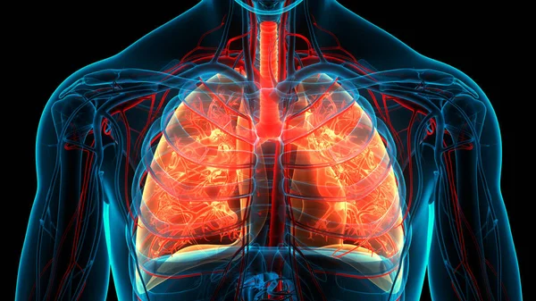 Concepto Anatomía Pulmonar Del Sistema Respiratorio Humano — Foto de Stock