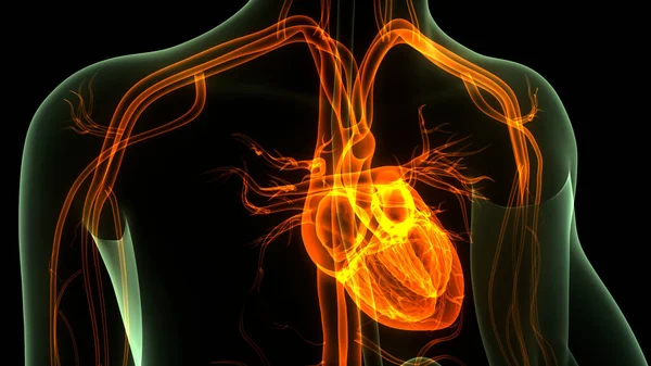 해부학 Human Circulatory System Heart Anatomy — 스톡 사진