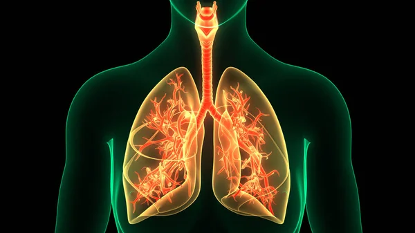 Concepto Anatomía Pulmonar Del Sistema Respiratorio Humano —  Fotos de Stock