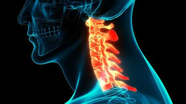 Kręgosłup Kręgosłupa Kręgosłup Szyjny Kręgi Szyjne Ludzkiego Układu Szkieletowego Anatomia — Zdjęcie stockowe