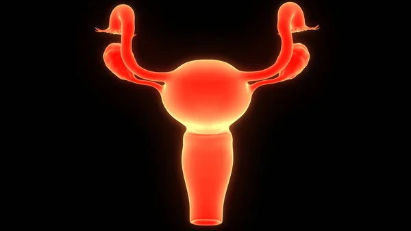 Anatomía Del Sistema Reproductivo Femenino — Foto de Stock