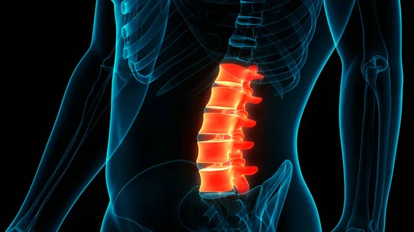 Spinal Cord Vertebral Column Lumbar Vertebrae Human Skeleton System Anatomy — стокове фото