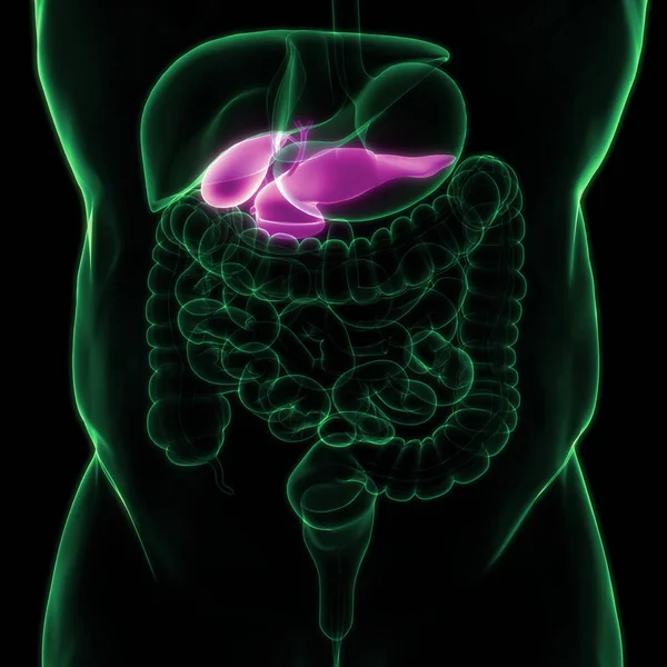 Human Internal Organs Pancreas with Gallbladder Anatomy. 3D
