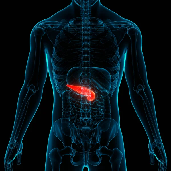 Human Internal Organs Pancreas with Gallbladder Anatomy. 3D