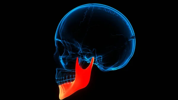 人体骷髅骨部分下颌骨解剖 — 图库照片