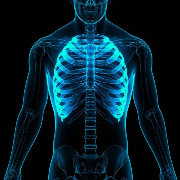 Mänskliga Skelett System Rib Bur Ben Leder Anatomi Tredimensionell — Stockfoto