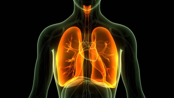 Conceito Sistema Respiratório Humano Anatomia Pulmonar — Fotografia de Stock