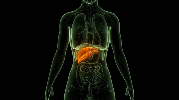 Human Body Organs Liver Anatomy — Stock Photo, Image
