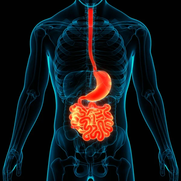 ヒト消化器系 胃解剖学 — ストック写真