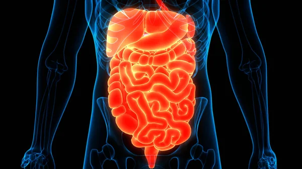 Human Digestive System Perut Anatomi Dalam Bahasa Inggris — Stok Foto