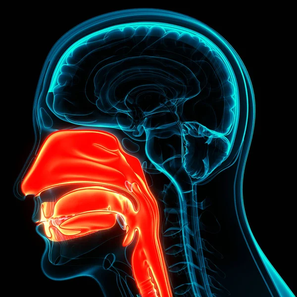 ヒト呼吸器系LarynxとPharynx解剖学 — ストック写真