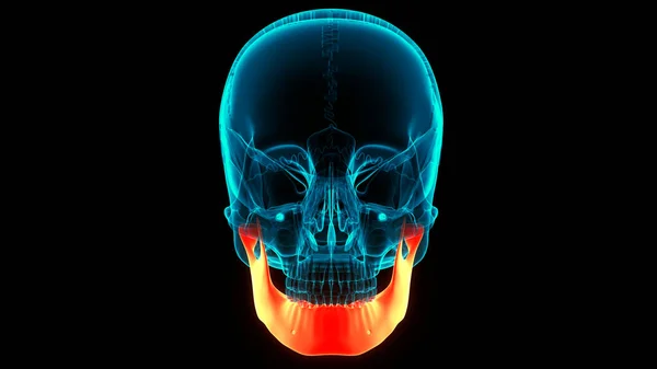 Human Skeleton Skull Bone Parts Mandible Anatomy. 3D