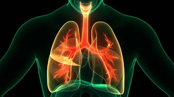 Concept Human Respiratory System Lungs Anatomy — Stock Photo, Image