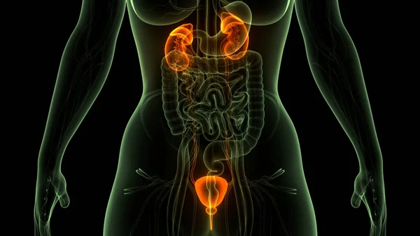 Anatomia Renale Del Sistema Urinario Umano — Foto Stock